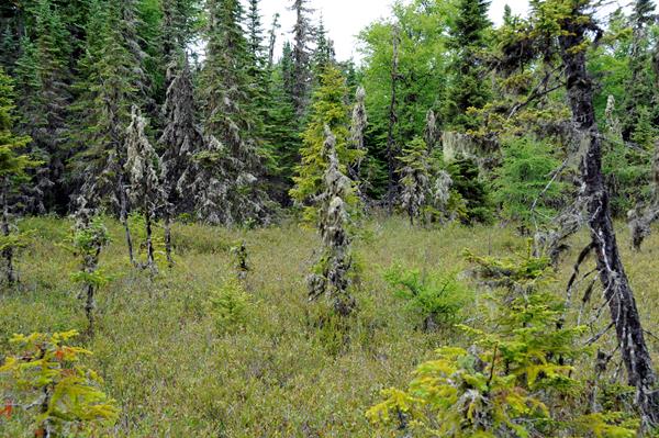A bog surrounded by conifers on Raspberry Island.