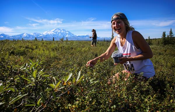 two women picking berries in a shrubby meadow, a huge snowy mountain visible in the distance