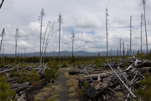A burned area with down trees, new growth, and mountains in the distance.