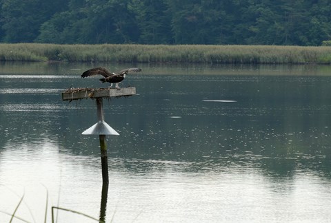 An osprey on a nesting platform above a marsh.