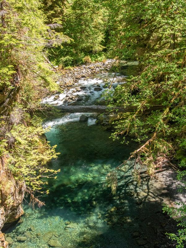 A clear turquoise river flows through a forest, viewed from above.