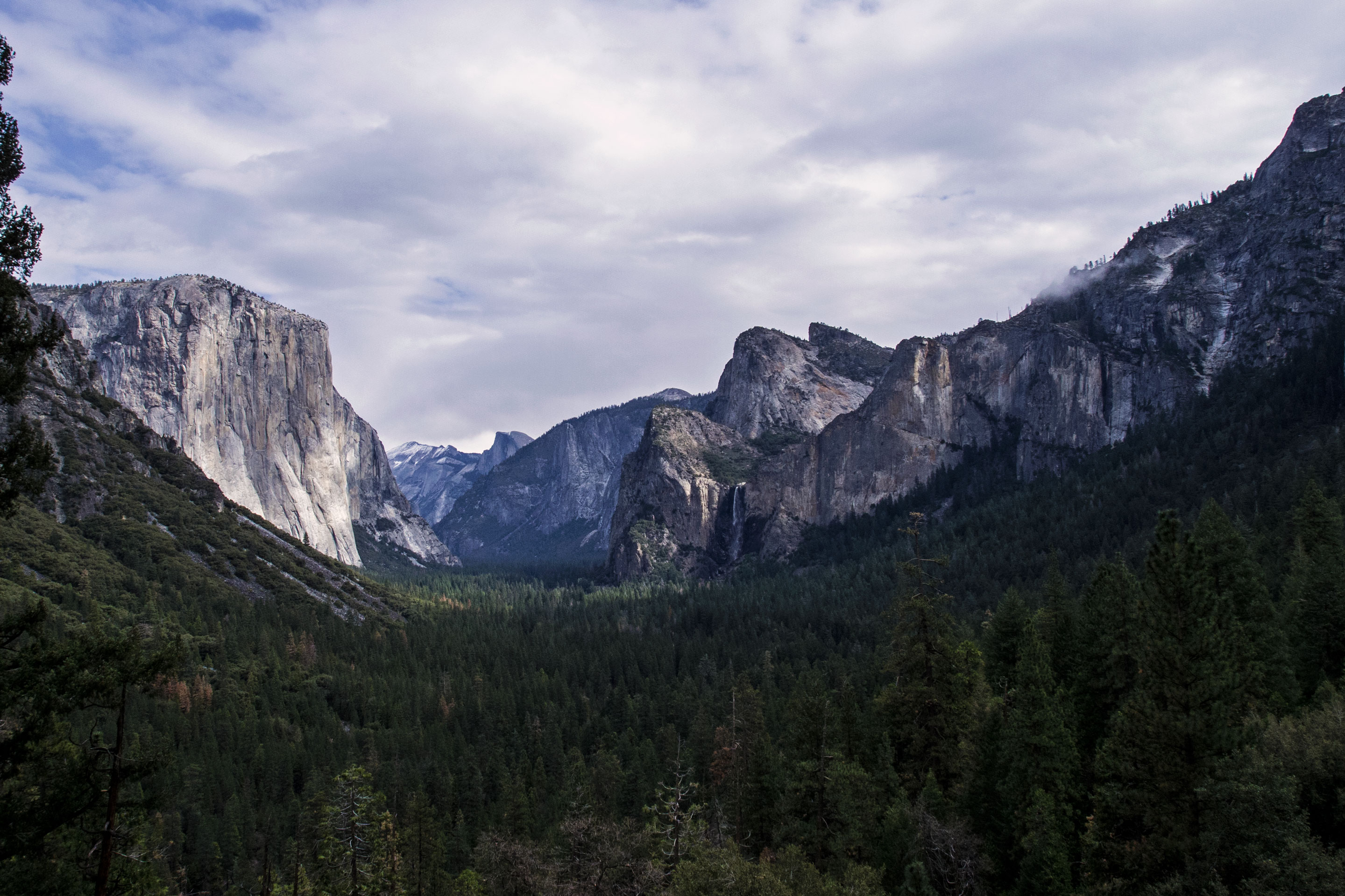 Large granite monoliths in the distance with a dense conifer forest below