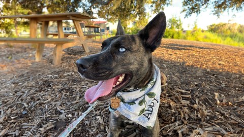 A dog with brindle fur and a blue eye, lays in the grass wearing a B.A.R.K ranger badge and bandana.