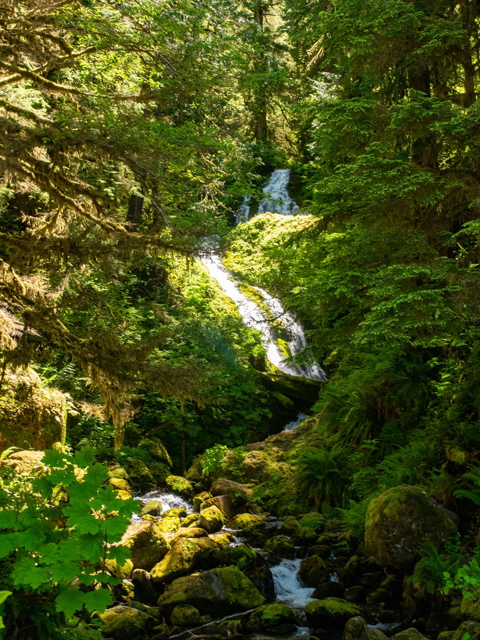 A waterfall in a leafy forest