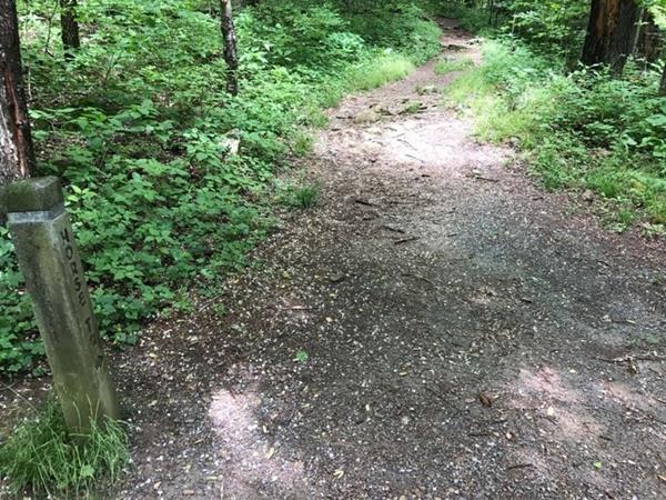 A photo of a trail through the woods.