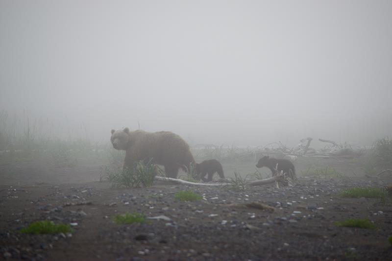 Fly-In Bear Viewing Along the West Cook Inlet Coast