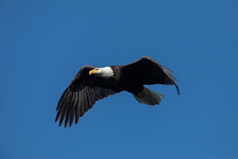 Adult bald eagle with brown-black wings, body, and tail; white head; and yellow beak in sky.