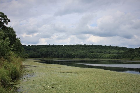 View of pond with lush green trees along shore, aquatic plants blanketing clear water near shore.
