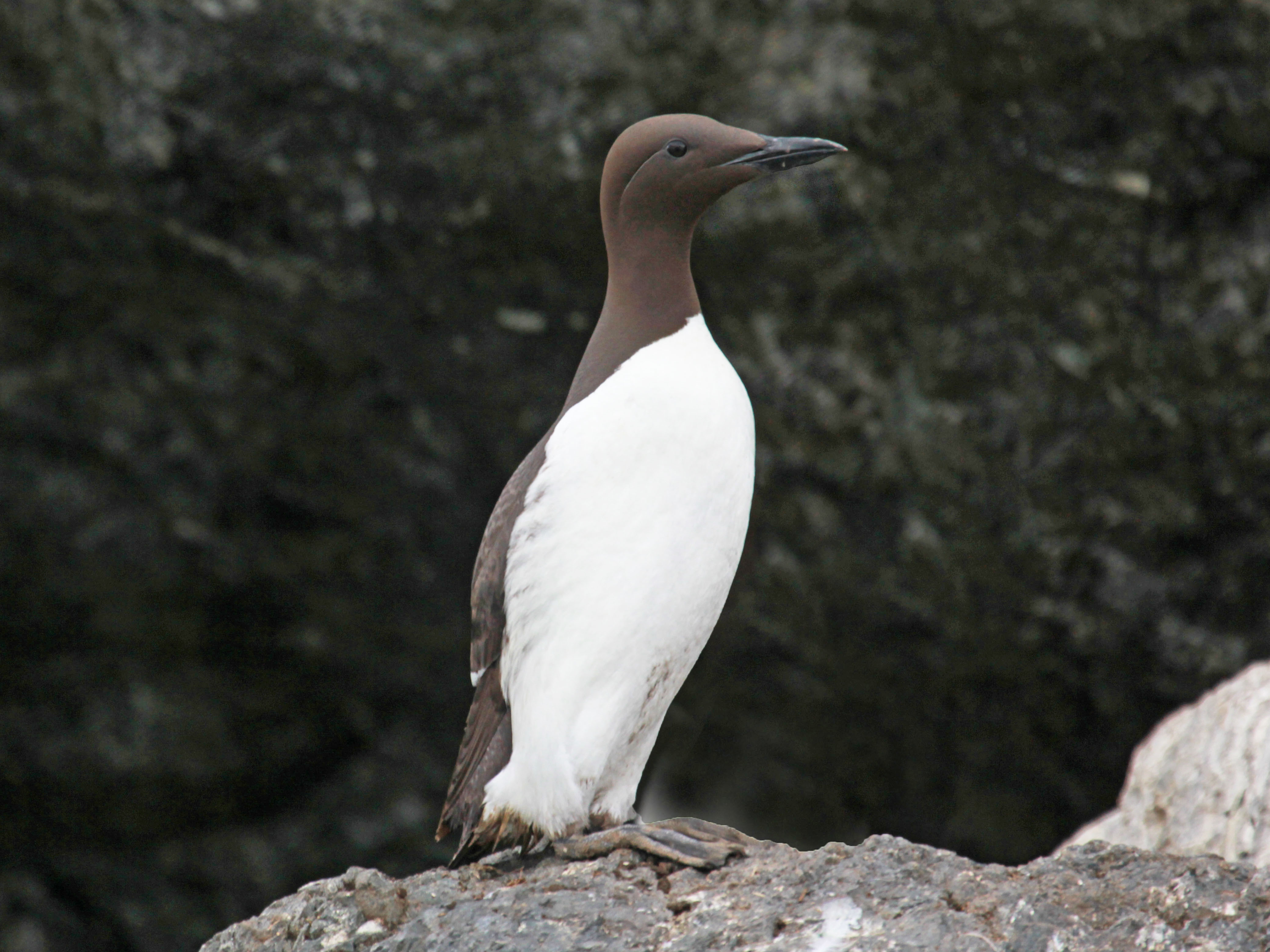 long bird with medium beak on rock