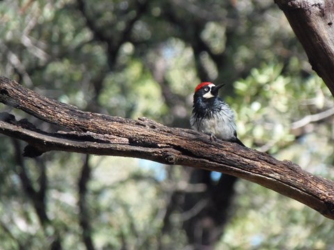 Acorn Woodpecker
