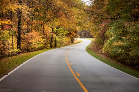 Roadway goes away from viewer. Vibrant orange and yellow leaves hand from trees boarding the road.