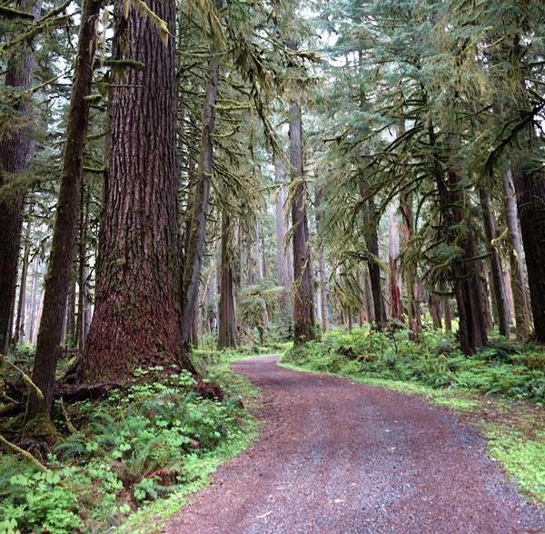 A narrow gravel road curves through a dense forest.