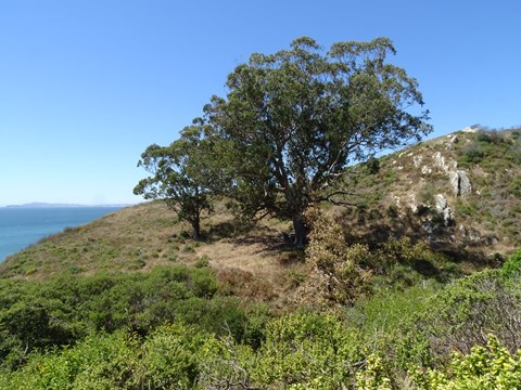 Two eucalyptus trees—one large, one small—stand on a shrubby hillside with the ocean on the left.