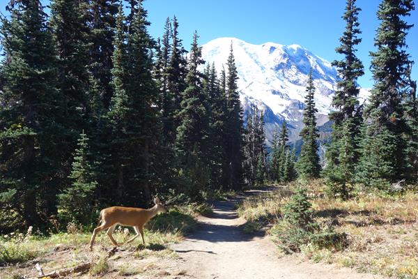 A deer walks past a trail leading through meadows bordered by fir trees towards a glaciated mountain