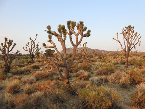 Joshua trees