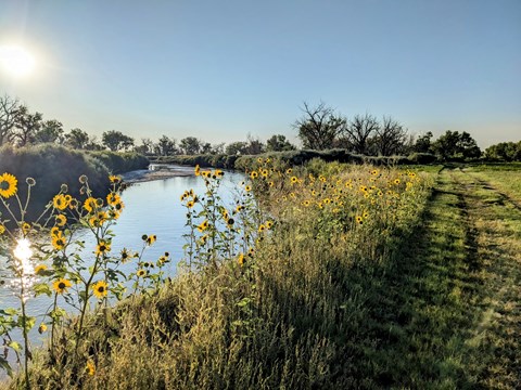 Photo of Arkansas River with blue sky and sunflowers beside Bent's Old Fort trail