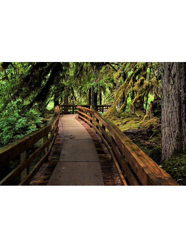 a wooden boardwalk in a dense, mossy rainforest