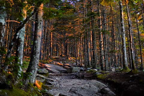 Golden light through trees along a trail
