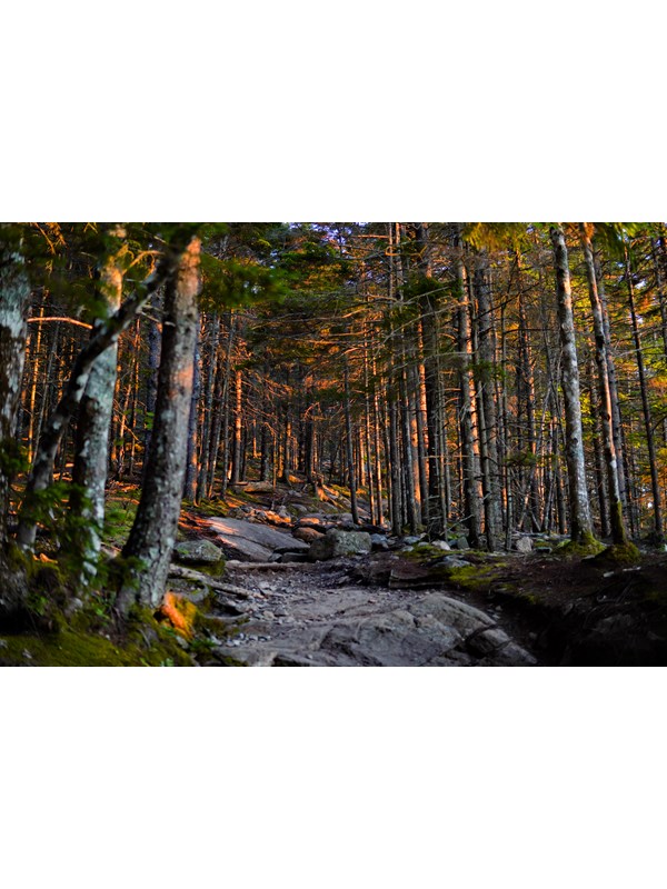 Golden light through trees along a trail
