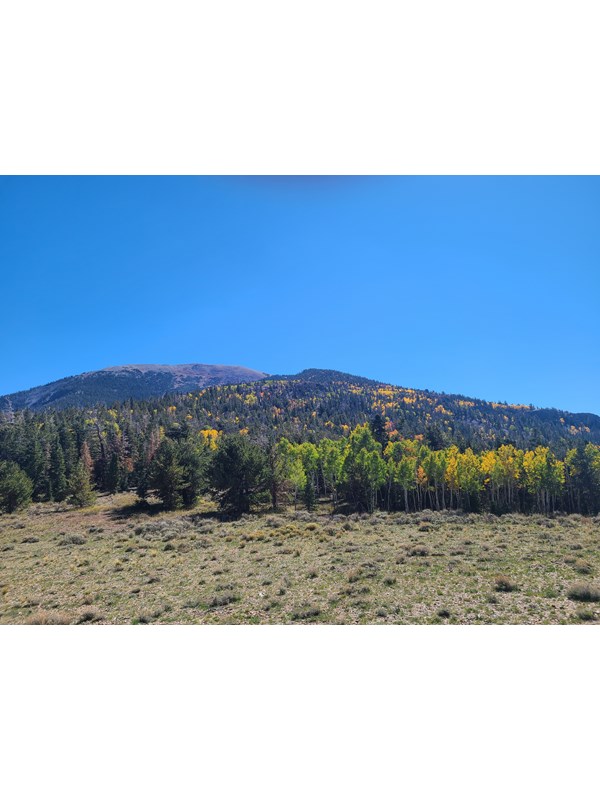 A mountainside covered with green trees with small batches of yellow and orange fall color