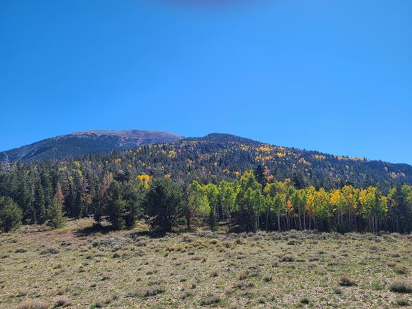 A mountainside covered with green trees with small batches of yellow and orange fall color