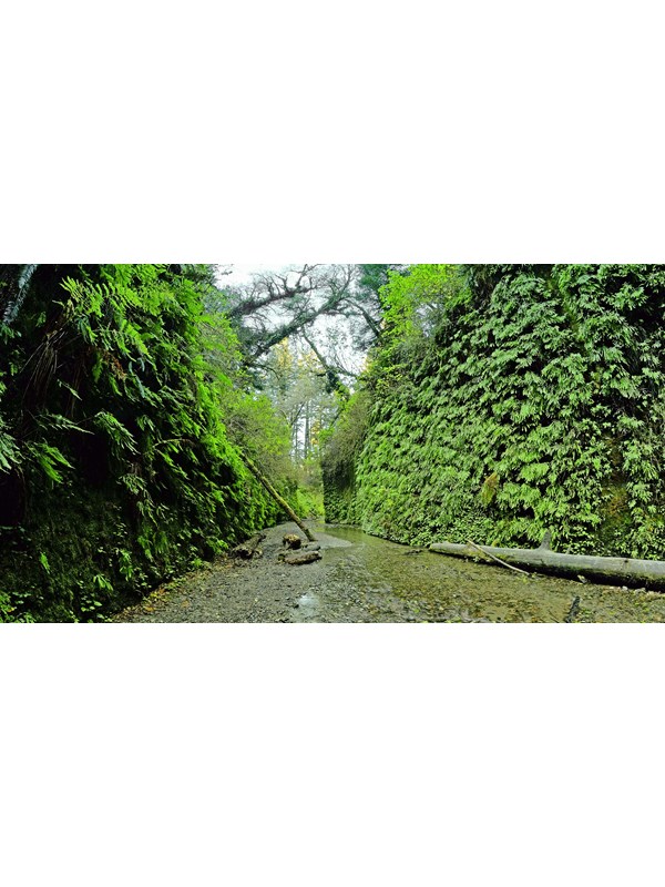 A cobbled stream cuts into fern covered walls.