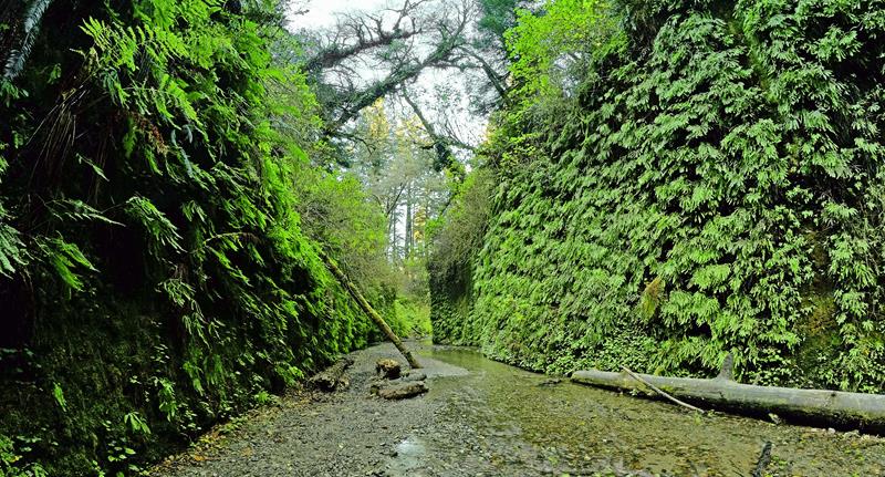 Walk the Fern Canyon Loop Trail