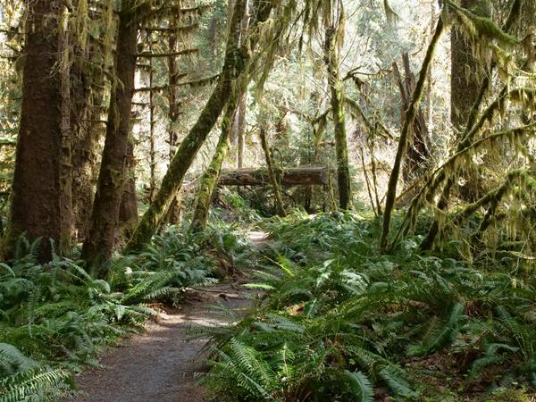 A trail through a forest of ferns and mossy trees