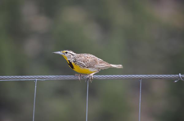 a brown bird with a yellow and black belly perched on a fence