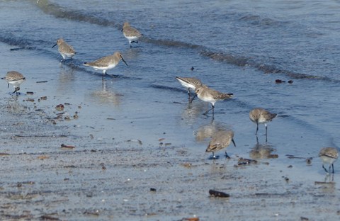 Willets on the Beach
