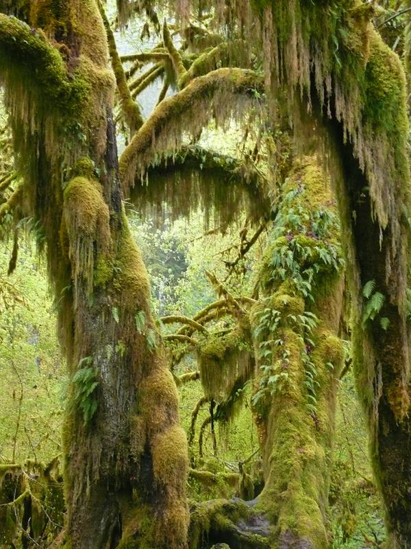Tree trunks covered in moss and ferns