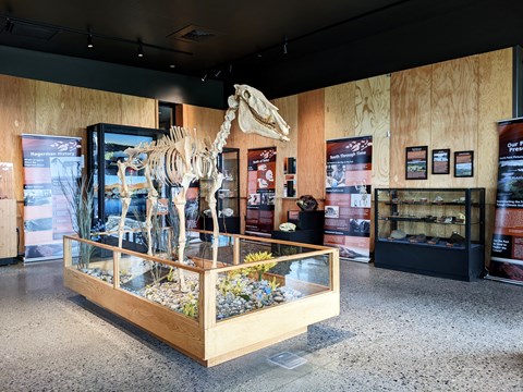 A fossil horse in a large room of posters and display cases.