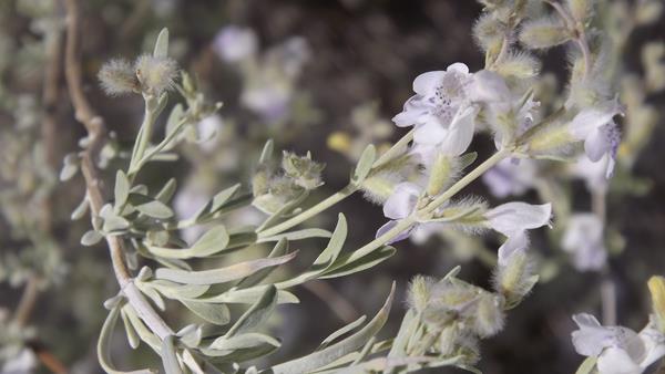 Close up view of plant with light green leaves and purple and white flowers