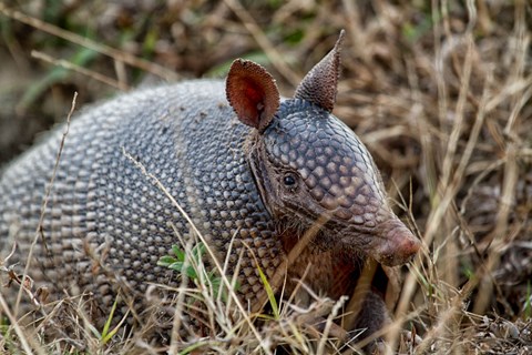 A close up of an armadillo's face