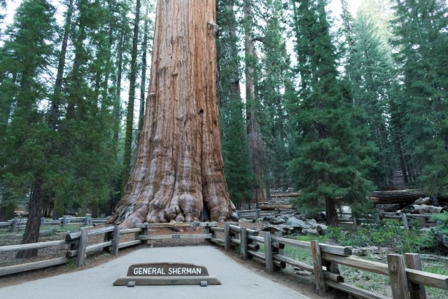 The General Sherman Tree, a huge sequoia trunk, stands behind a wooden fence