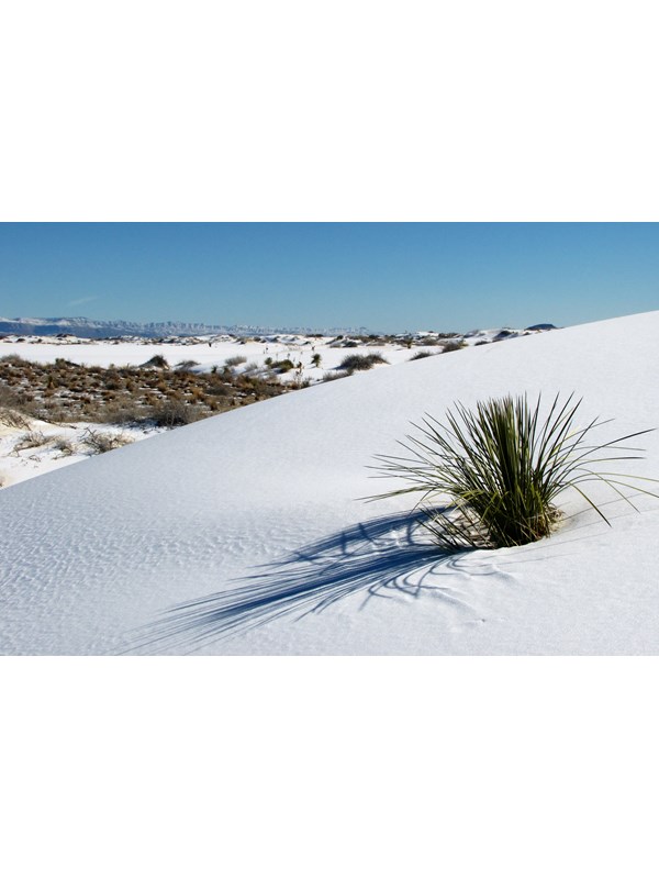 White sand dune in front of plant-spotted interdune with mountains on horizon