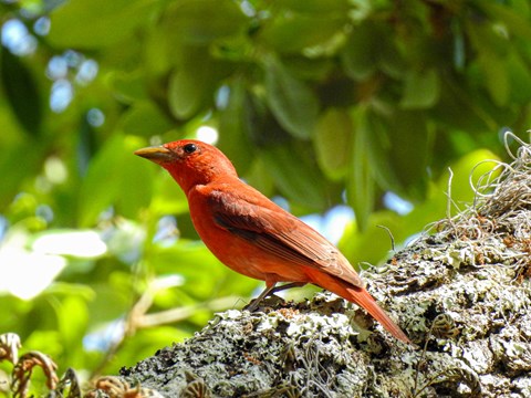 Bright red bird on a branch