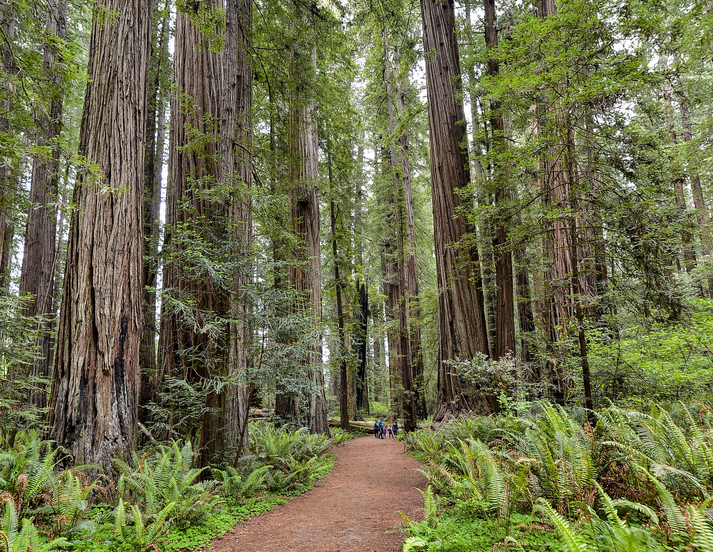 Stout Memorial Grove