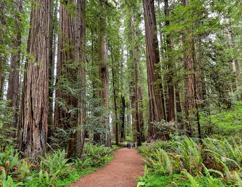 A family on a trail is dwarfed by redwood trees.