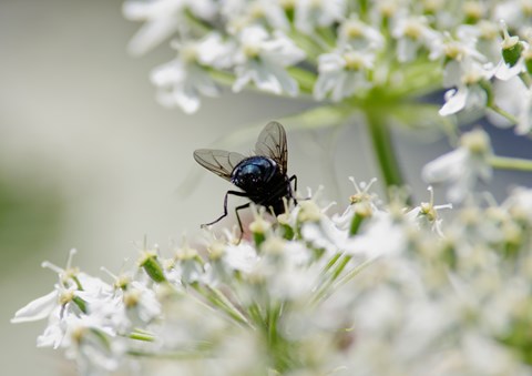 An insect abdomen, wings, and hind legs sticking out of small white flowers