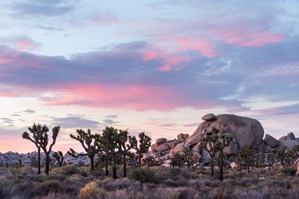 A large rock formation with Joshua trees in the foreground under clouds lit pink by the sunset.