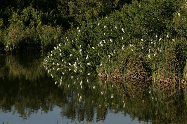 Dozens of white birds perched on green vegetation beside a calm, reflective pond