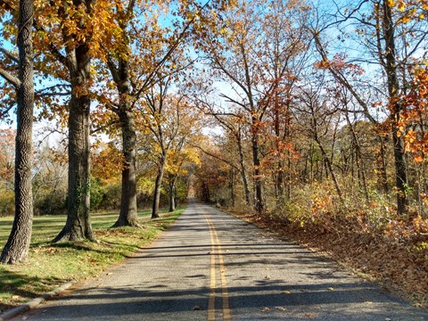 Tour road with tree lining both sides of the road with fall leaves