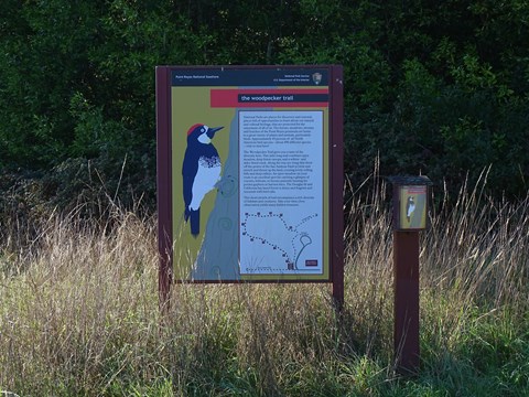 A yellow, black, and red colored trailhead sign featuring a cartoon of an acorn woodpecker.