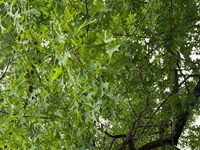 Northern Pin Oak (Quercus ellipsoidalis) thumbnail image