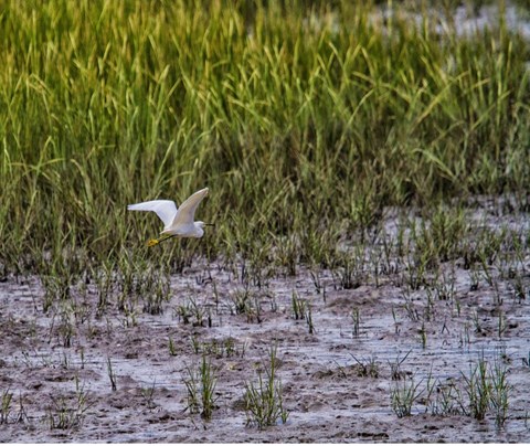 Snowy egret flying through marsh