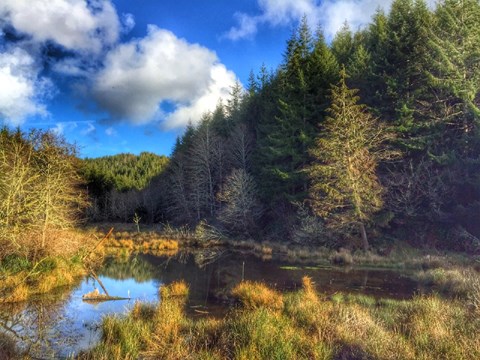 Wetland area from trail