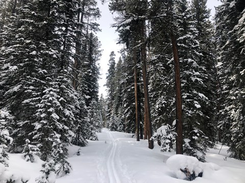 Ski tracks travel through a forest.