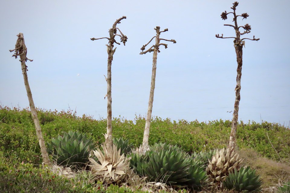 Large asparagus like stalks shoot up from low spiky plants.