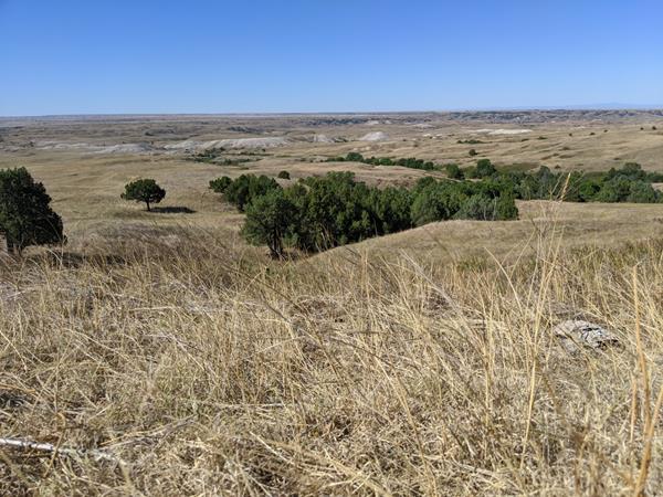 Brown prairie grasses extend into the horizon with occasional cottonwoods under a blue sky.